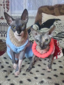 ОЧЕНЬ СРОЧНО продам Донских Сфинксов #1064122