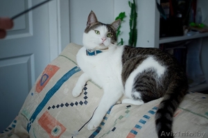 Молодой котик в дар(кастрирован) #1054373
