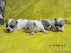 МальЧишки-Чихуашки #1062486