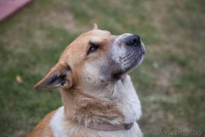 Лида-метис шарпея в добрые руки #1055955