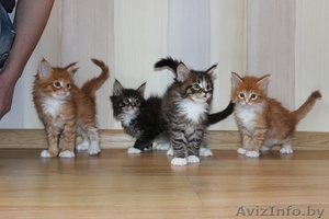 Питомник предлагает котят Мэйн Кун #423518