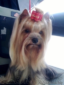 Мальчик йорк ищет девочку (вязка) #1063899