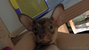 Той-терьера щеночки #1064866