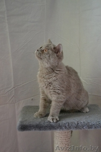 Британские котики, продаю #1063394