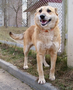 Рыжуля-ласковая собака ищет дом! #1065099