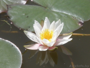 Продам нимфеи (водяные лилии) в Минске. #1061145