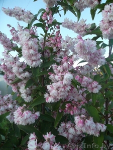 Растения в большом ассортименте  #1049962