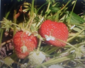 Рассада клубники среднего срока созревания 