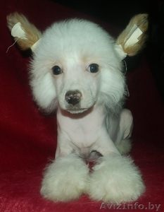 Китайская хохлатая белые голый и пуховый щенки кобели #904611
