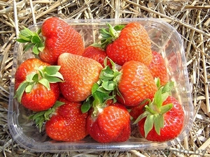 Рассада клубники и малины,  голландские сорта  #1064703