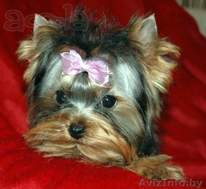  продам щенки йоркширского терьера #1052627