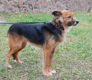 Жуля - нежная,  трепетная,  застенчивая подружка - в дар #1064949