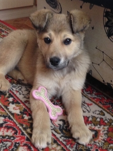 Щенок Бадди в дар #1070034