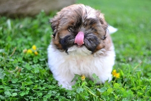 Щенки ши-тцу, очень хорошие, есть и мальчики и девочки  #1066350