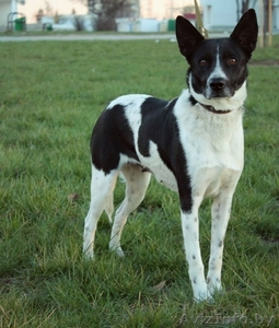 Джуля - собака для семьи в добрые руки #1066881