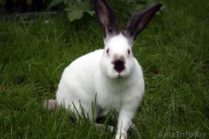 Предлагаю мясо молодого кролика (тушки),  также  живых,  оптом и розница #1072699