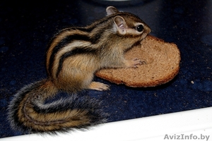 Продажа Бурундучков #1078603