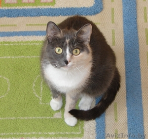 Кошка Алиса ищет семью #1070991