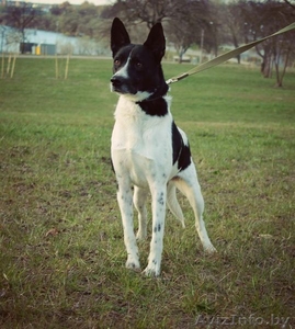 Джуля-собака для души и семьи в добрые руки #1069027