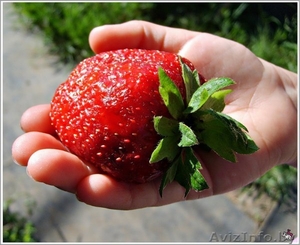 САЖЕНЦЫ КЛУБНИКИ ЭЛИТНЫХ СОРТОВ #1068943