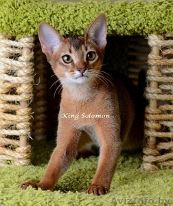 Абиссинская кошка-котенок #1072854