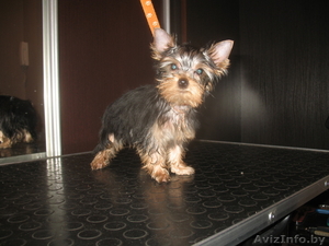 Щенки мини йорка (2 девочки) #1074040