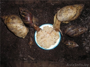 Ахитина гигантская улитка #1069634