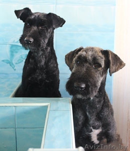 Тори и Бруно – собаки-неразлучники ищут дом!  #1081497