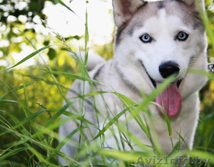 Голубоглазые щенки Сибирский хаски #1073416