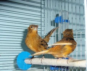 красиво поющий кенор #1066540