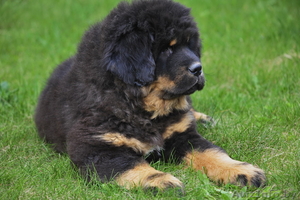 Щенки тибетского мастифа из Литвы #1079896