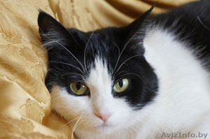 Ефросинья - кошечка компаньонка #1073534