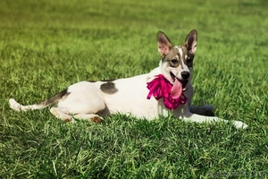 Щенок - полулаечка в ДАР!!! #1077945