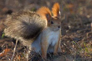 Белочки (Сибирской)-Телеутки #1082784