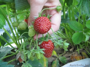 Клубника (мощная по корням рассада) сорт 