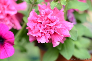 Рассада петунии,  сурфинии,  бегонии,  гацании,  пеларгонии,  вербены,  гвоздики и др. #1067968