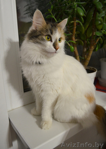 Задорные веснушки ищут дом! #1068826