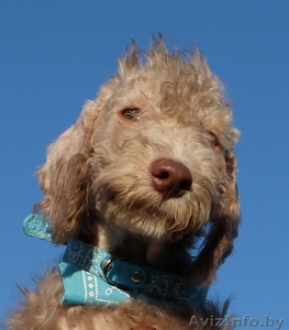 Очаровательные щенки Бедлингтон-терьера в заботливые руки #1071711