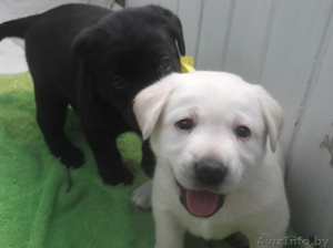 Щенки лабрадора ретривера 1, 5 мес #1073259