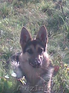 продам щенков восточно-европейской овчарки #1070883