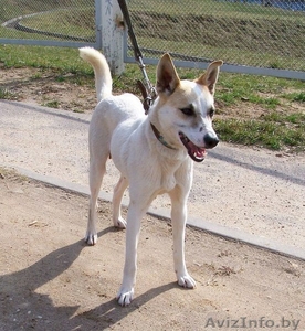 Джулия-маленькая собачка ищет дом! #1065789