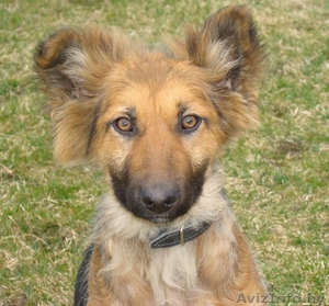 Пёс Джеймс!!!!Очаровательный щенок!!! #1073458