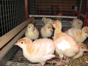 индюшата бройлерные,  кросс Биг-6 #1070817