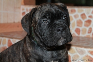 кане корсо - внуки двукратного Чемпиона Мира #1072496