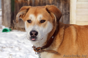 Самая лучшая собака в дар #1069999