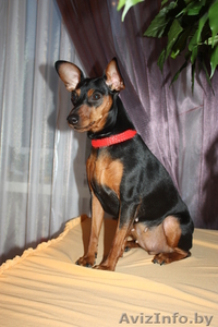 Щенки цвергпинчера (карликового пинчера) #1075734