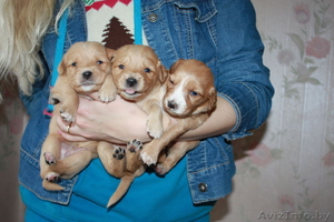 Щенки-лапули в дар #1082515