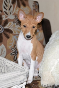 СРОЧНО!!!!! Продаются щенки БАСЕНДЖИ.  #1081887