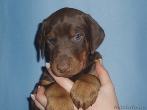 шикарные щенки добермана #1076130