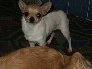 шенки чихуа хау #1070698